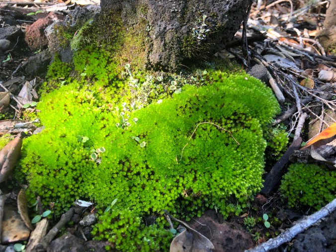 Moss and tiny mushrooms