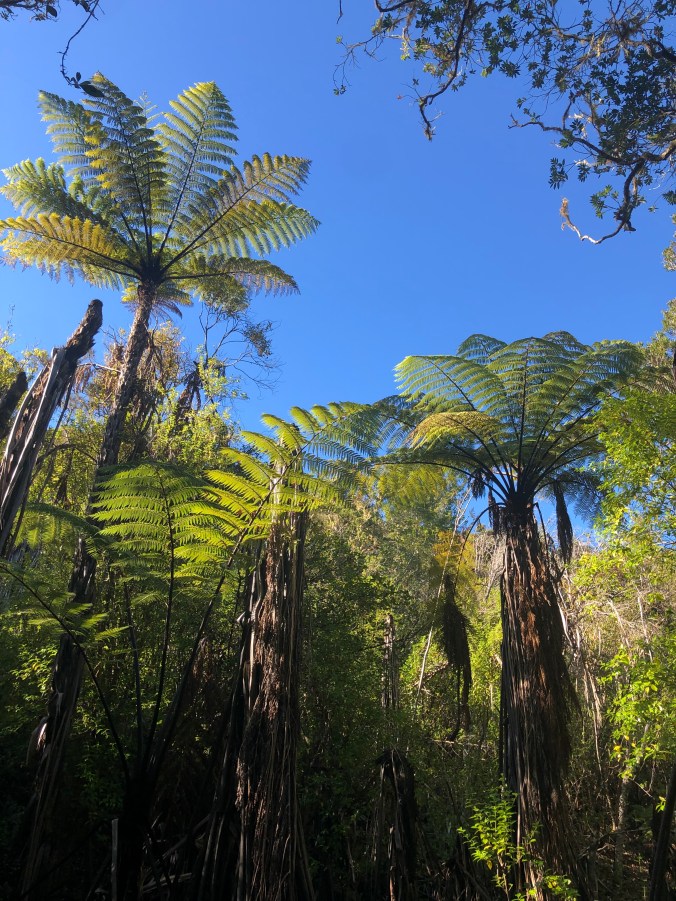 Towering New Zealand tree ferns