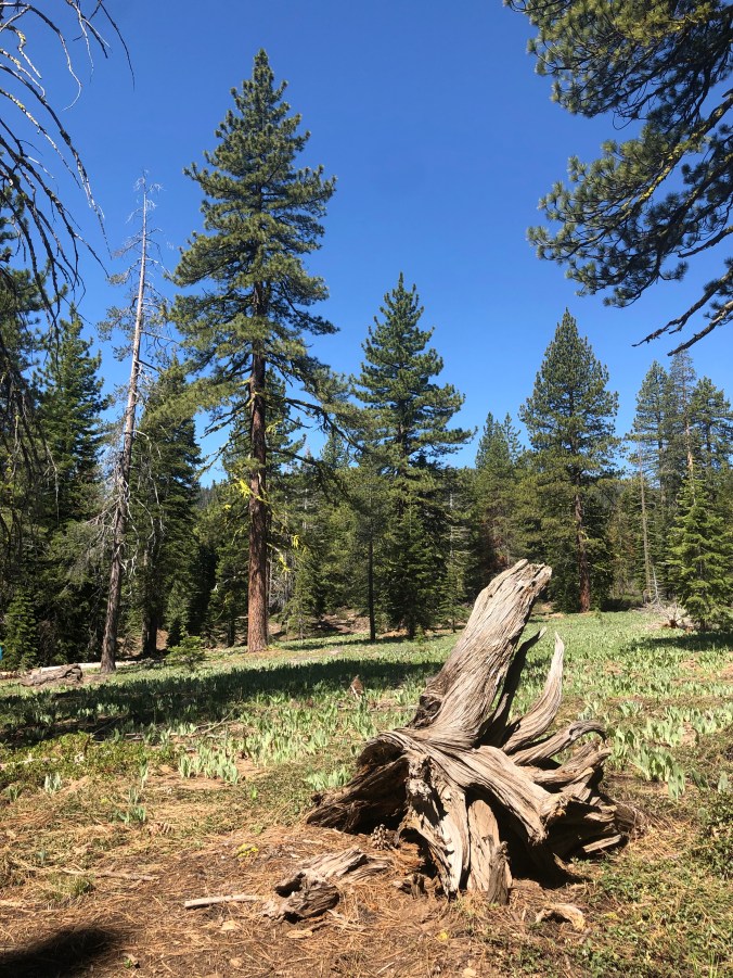 CED4B0CD-ED01-49E4-877B-586287974EDD