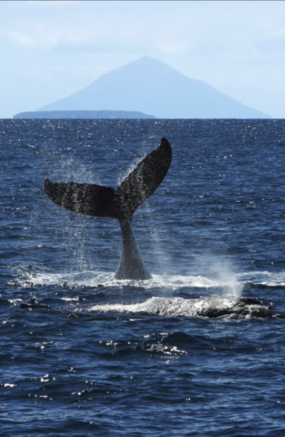 05089074-DAC6-4A88-A711-E303195AF39B