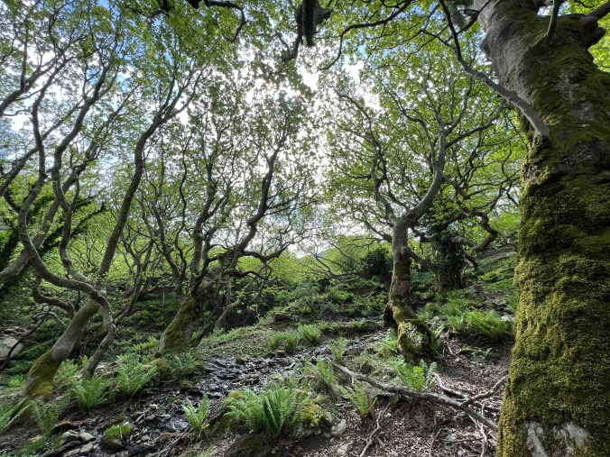 Dimosari Gorge: Plane Trees and Waterfalls | Electric Travels